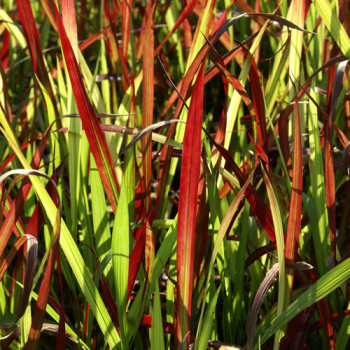 Imperata cylindrica ´Red Baron´