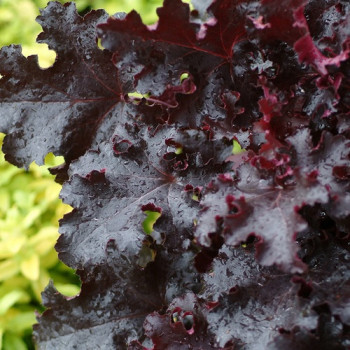 Heuchera ´Black Beauty´