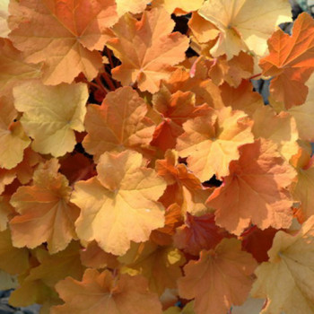 Heuchera ´Caramel´