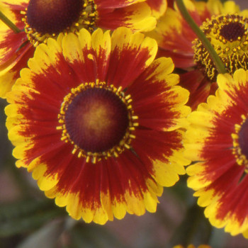 Helenium ´Biedermeier´