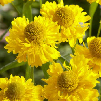 Plantes Vivaces ACHILLEA millefolium - Achillée millefeuille en vente -  Pépinière Lepage