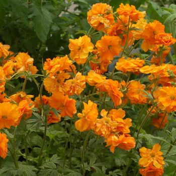 Geum ´Fire Storm®´