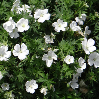 Geranium sanguineum ´Album´