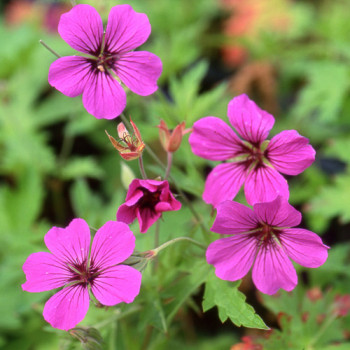 Geranium ´Patricia´