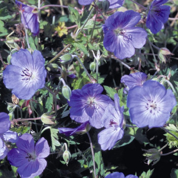 Geranium ´Azure Rush´