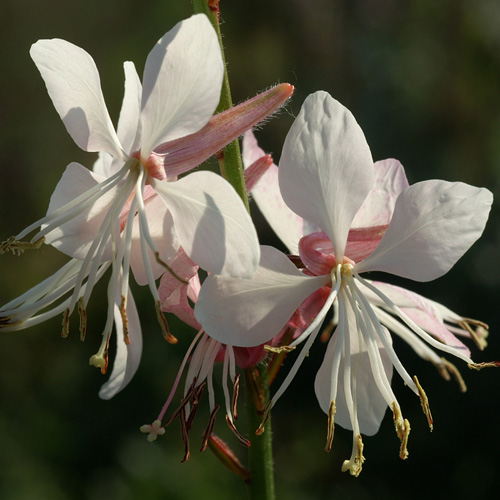 Gaura ´Blanc´