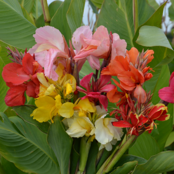 Cannas Hauts en mélange - Lot de 3 Bulbes