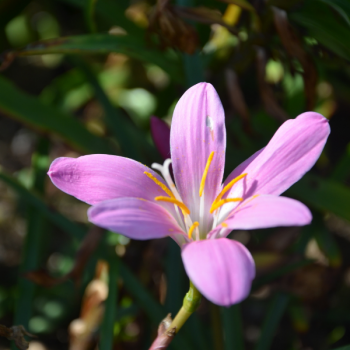 Zéphyranthe Grandiflora