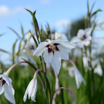 Acidanthera Bicolor